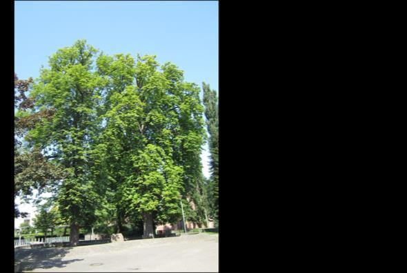 Landschaftsansicht von Lahr, wo Phytoscreening zur Untersuchung von LCKW im Stadtgebiet durchgeführt wird.