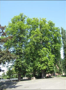 Pflanzenproben zur Analyse von LCKW im Stadtgebiet von Lahr, Baden-Württemberg, im Rahmen des Phytoscreening-Projekts.